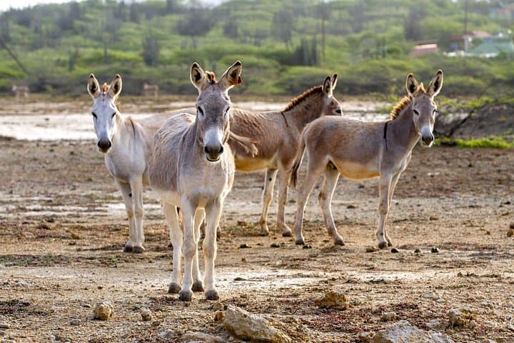 Bonaire Northern Private Island Tour & Snorkel Photo Shoot photo 4