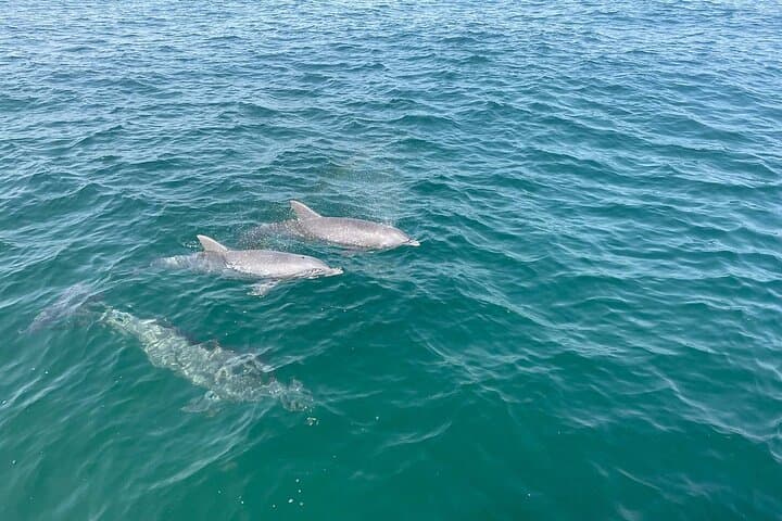 Shell Island Dolphin and Snorkel Boat Tour from Panama City Beach photo 4