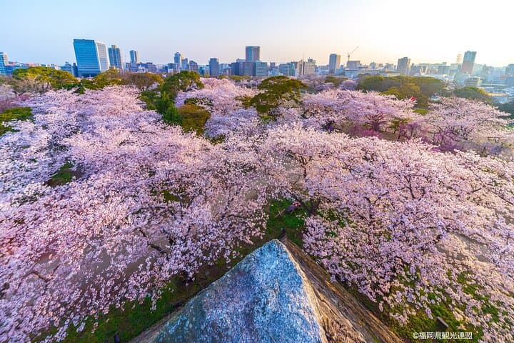 Hakata Half-Day Sightseeing & Coffee Tour in Fukuoka