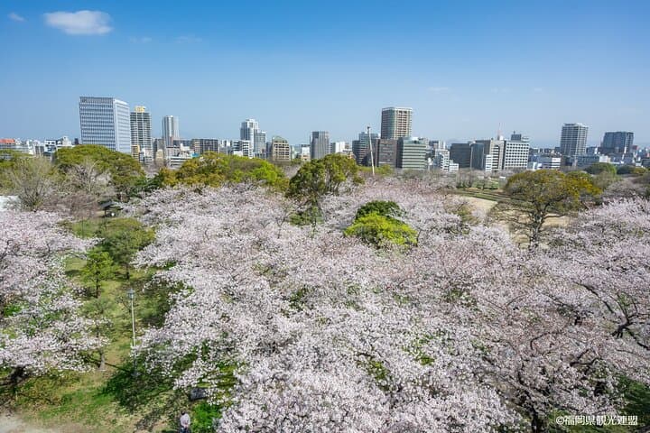 Hakata Half-Day Sightseeing & Coffee Tour in Fukuoka photo 3