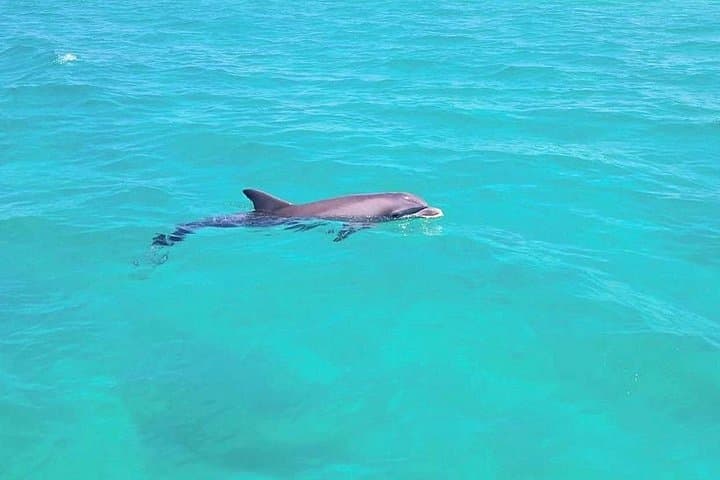 Guided Jet Ski Adventure to Shell Island — Panama City Beach Dolphin Tour photo 4