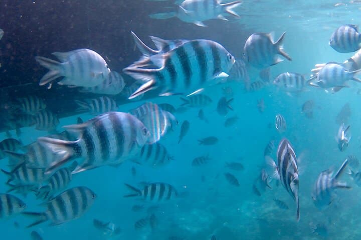 Full-Day Curieuse, St Pierre & Anse Lafarine Snorkel with Creole BBQ from Praslin photo 5