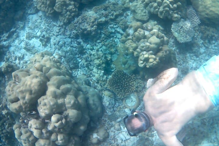 Full-Day Curieuse, St Pierre & Anse Lafarine Snorkel with Creole BBQ from Praslin photo 6