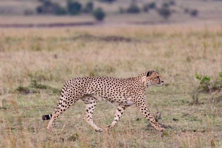 Victoria Falls Adventure: 6-Day Zambezi Rafting, Helicopter & Chobe Safari photo 3