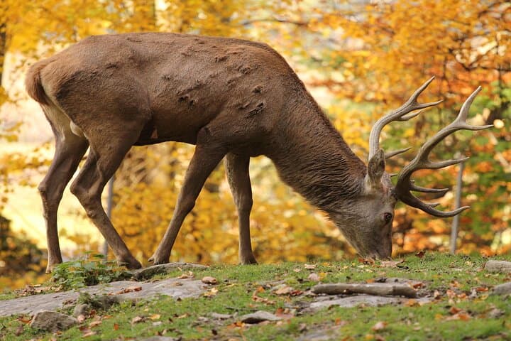 Skip the Line at Salzburg Zoo Hellbrunn: Private Transfer & Fast-Entry Wildlife Visit