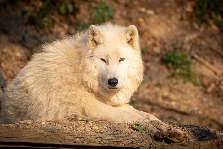 Skip the Line at Salzburg Zoo Hellbrunn: Private Transfer & Fast-Entry Wildlife Visit photo 3