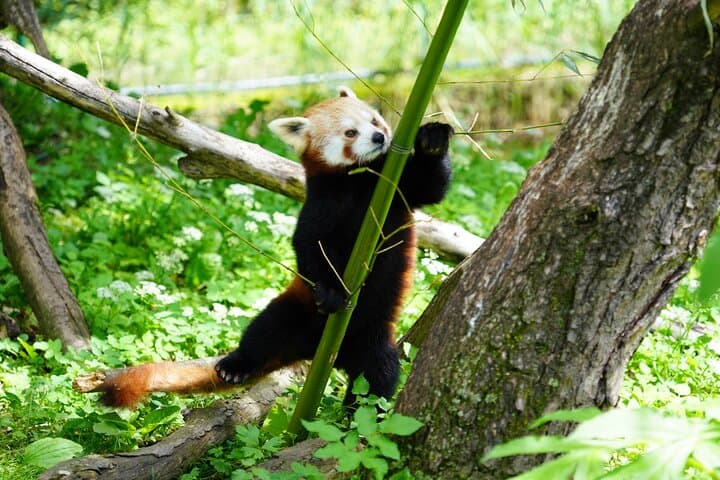 Skip the Line at Salzburg Zoo Hellbrunn: Private Transfer & Fast-Entry Wildlife Visit photo 4