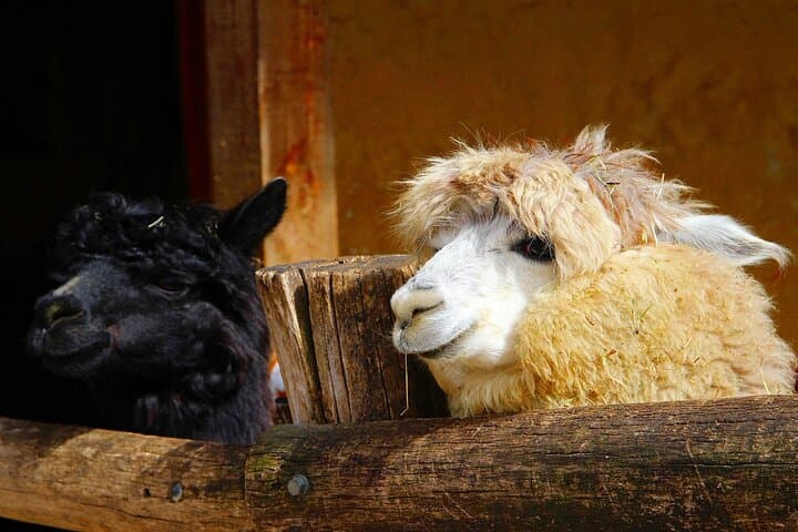 Skip the Line at Salzburg Zoo Hellbrunn: Private Transfer & Fast-Entry Wildlife Visit photo 6
