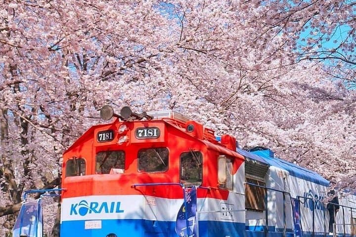 Busan Day Trip: Private Tour to Jinhae, Gimhae & Gyeonghwa Cherry Blossom Hotspots
