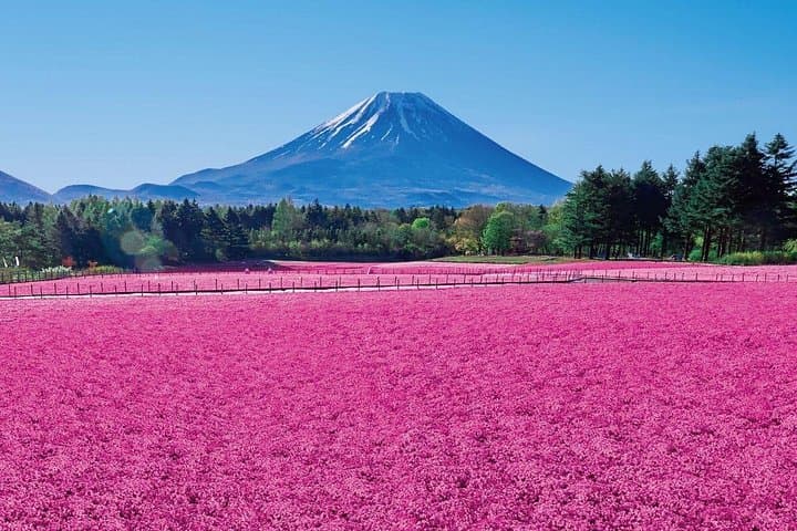 Morning Light at Mt. Fuji: Cherry Blossoms and Shibazakura Day Trip from Tokyo photo 2