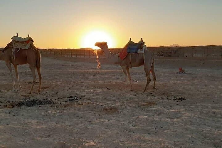 Dune Rush: Marsa Alam 3-Hour Quad and Camel Desert Tour photo 6