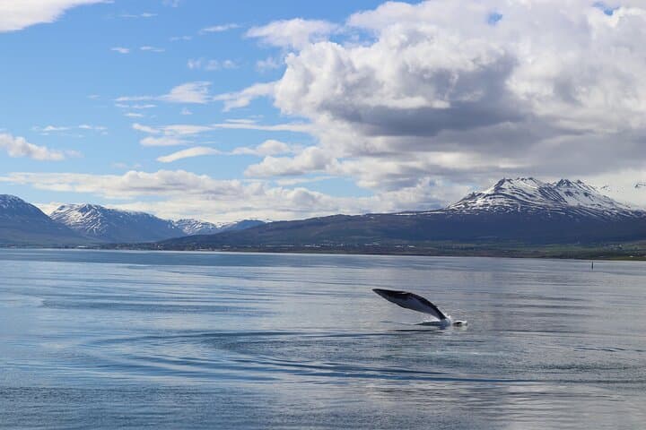 Whale Watching from Akureyri City Central: Minke, Humpbacks & Dolphin Safaris photo 3