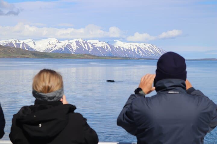 Whale Watching from Akureyri City Central: Minke, Humpbacks & Dolphin Safaris