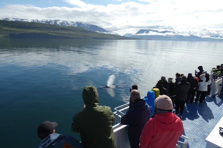 Whale Watching from Akureyri City Central: Minke, Humpbacks & Dolphin Safaris photo 5