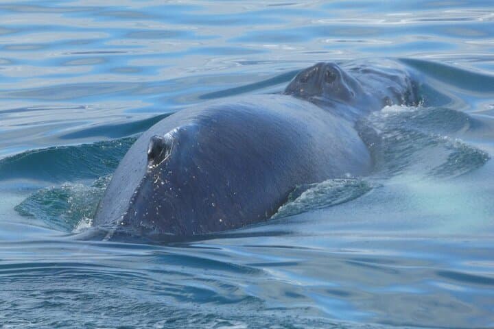 Whale Watching from Akureyri City Central: Minke, Humpbacks & Dolphin Safaris photo 6