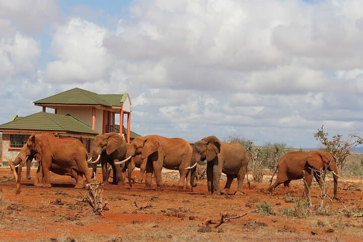 Tsavo Express Safari: 3-Day Wildlife Adventure from Mombasa
