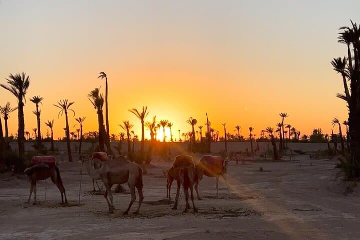 Camel Ride Through Marrakech's Palm Groves — Half-Day Cultural Safari photo 3