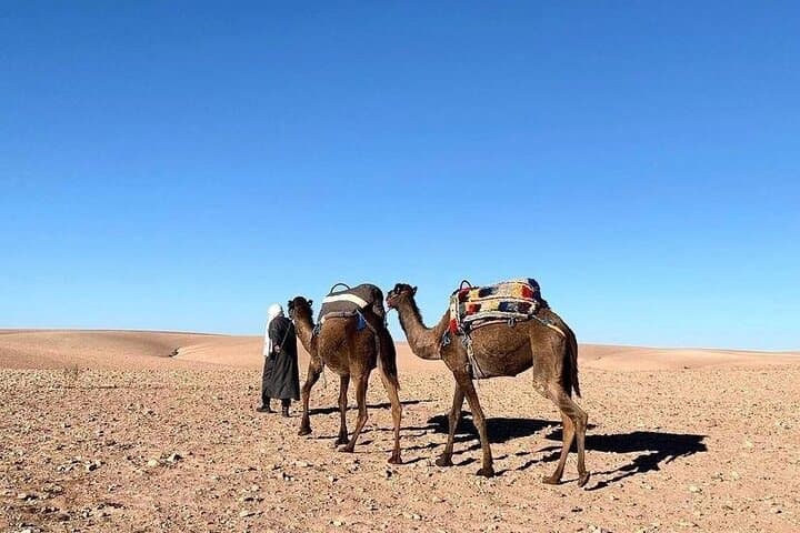 Agafay Desert Camel Ride & Sunset Dinner Experience Near Marrakech photo 2