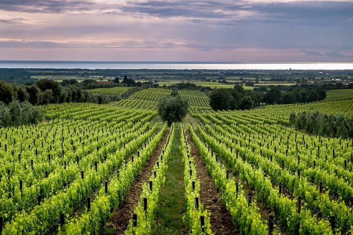 Florence to Bolgheri Private Minivan Tour — Volterra, Cypress Road & Wine Tasting photo 3
