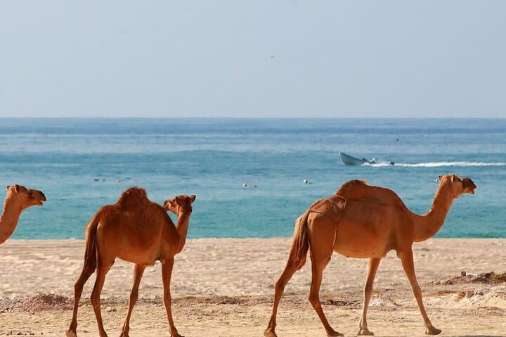 Two-Day Salalah South & West Guided Tour — Khareef Waterfalls, Frankincense & Coastal Blowholes photo 4