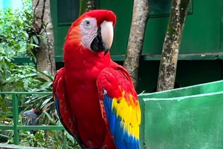 Roatán Suspension Bridge Hike to Waterfalls and Macaw Market photo 6