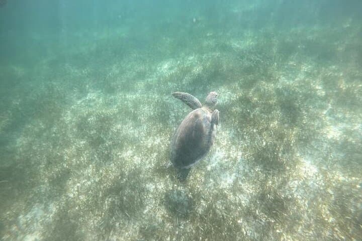 Tulum, Akumal & Cenote Tour: Swim with Turtles from Cancun photo 2