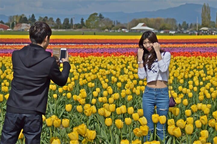 Skagit Valley Tulip Festival Day Trip from Seattle — Practical Guide to Roozengaarde & La Conner