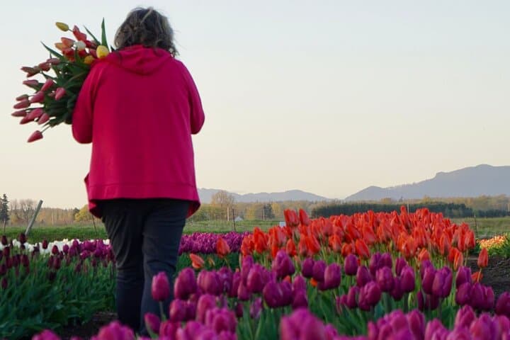 Skagit Valley Tulip Festival Day Trip from Seattle — Practical Guide to Roozengaarde & La Conner photo 3