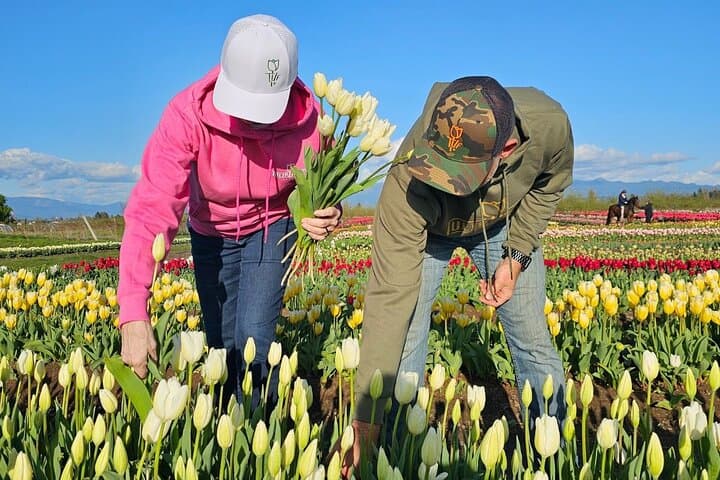 Skagit Valley Tulip Festival Day Trip from Seattle — Practical Guide to Roozengaarde & La Conner photo 6