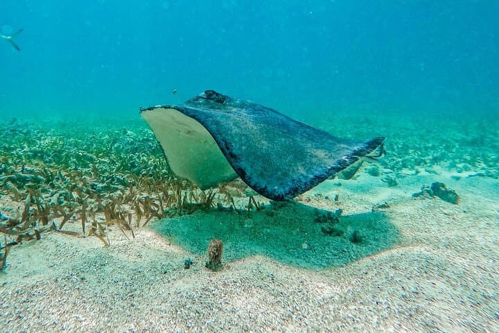 Akumal Snorkeling With Turtles: Ethical, No-Boat Marine Encounters in the Riviera Maya photo 4