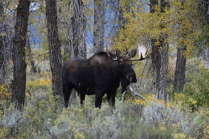 Grand Teton Private Sunrise Tour from Jackson — Jenny Lake, Mormon Row & Wildlife photo 6