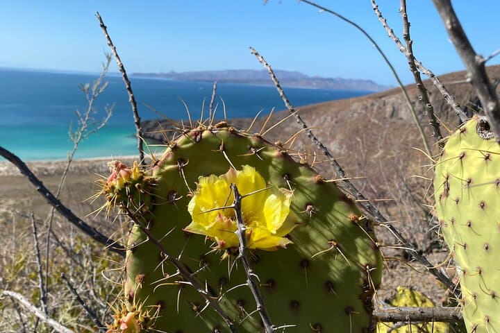 Hike Mirador Balandra: 4.8 km Coastal Overlook from La Paz photo 5