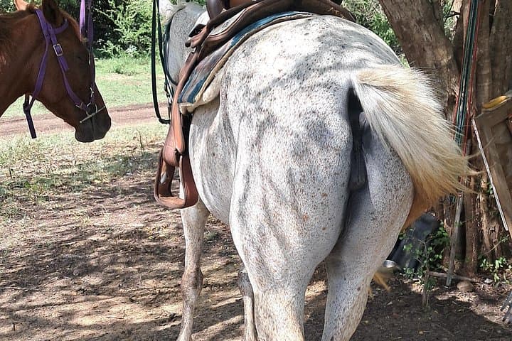 Pigeon Island Horseback Ride and Hike with Lunch in St. Lucia photo 3