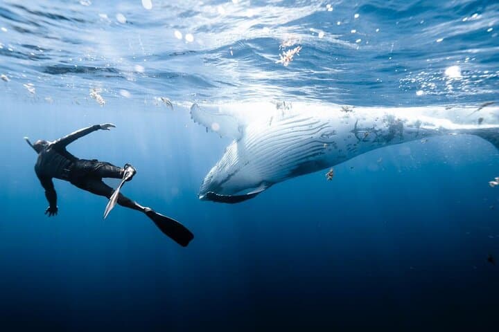 Swim with Humpback Whales in Moorea — Small‑Group, Respectful Ocean Encounter