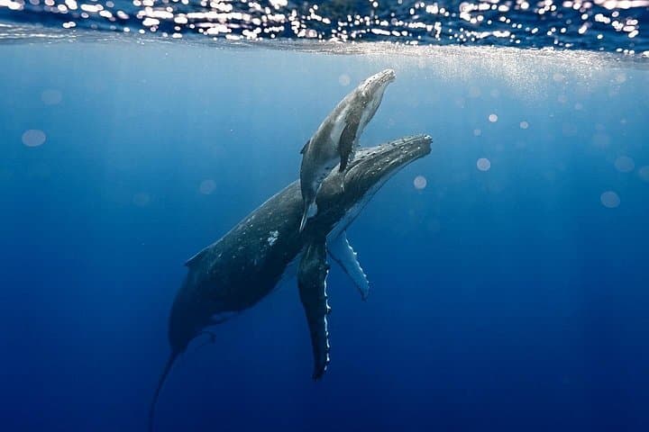 Swim with Humpback Whales in Moorea — Small‑Group, Respectful Ocean Encounter photo 3