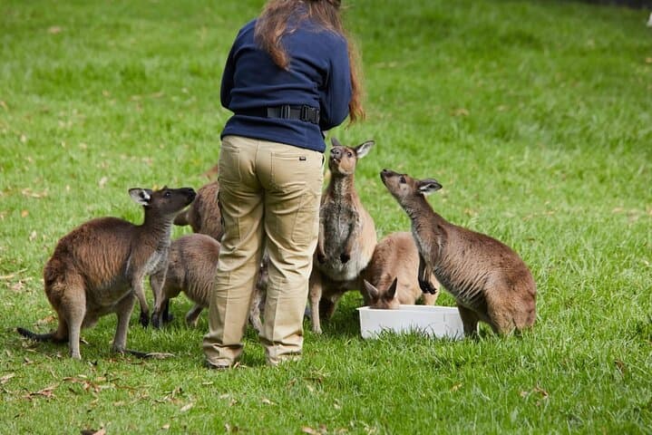 Unveiling Melbourne's Scenic Treasures: A Day with Puffing Billy, Wildlife, and Yarra Valley Wines photo 3