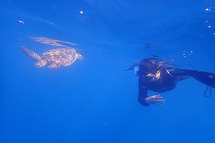 Blue Cave & Turtle Point Snorkeling — Ishigaki's Best Shallow Reefs