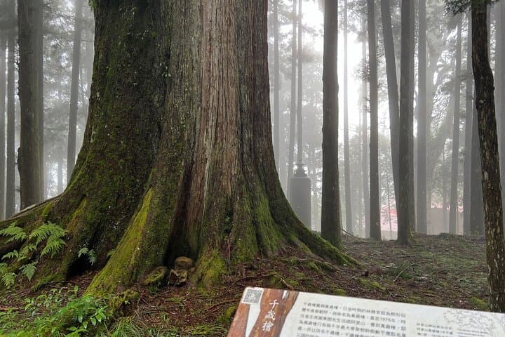 Alishan Day Tour from Chiayi — Ancient Trees, Forest Trails & Sea of Clouds photo 2
