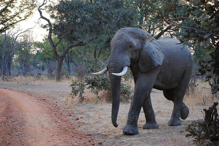 Victoria Falls Adventure: 6-Day Zambezi Rafting, Helicopter & Chobe Safari photo 4