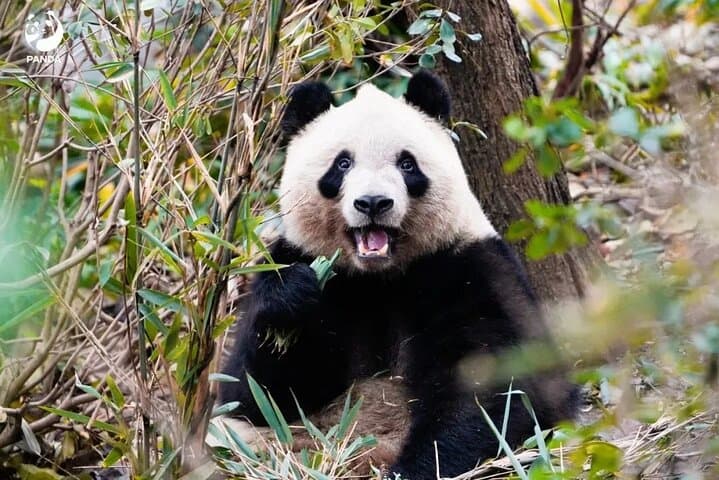 7-Day Sichuan Classic: Jiuzhaigou, Huanglong, Mount Emei & Chengdu Pandas photo 1