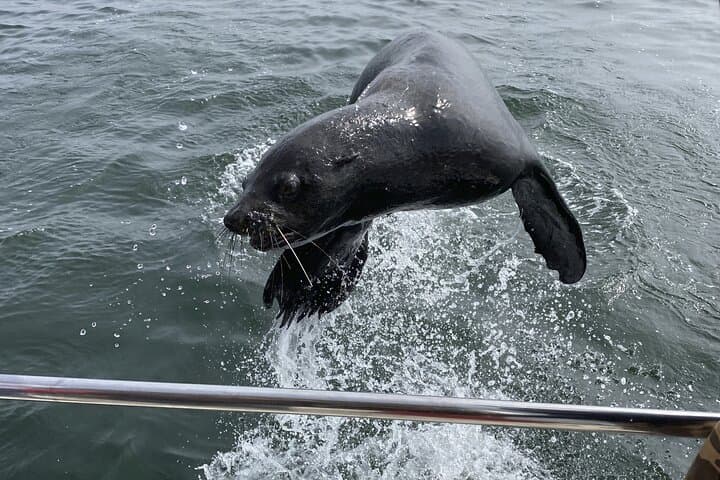 Sandwich Harbour & Pelican Point Combo: Walvis Bay Cruise and 4x4 Desert Tour photo 2