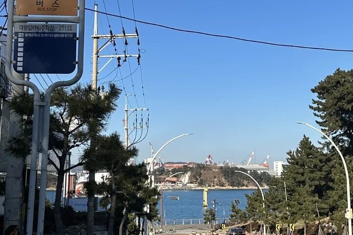 Ulsan in Bloom: Full-Day Cherry Blossom Tour from Busan photo 3