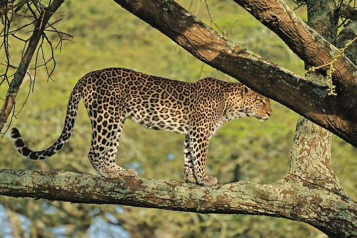 4-Day Ruaha National Park Budget Safari — Game Drives, Bandas & Wildlife