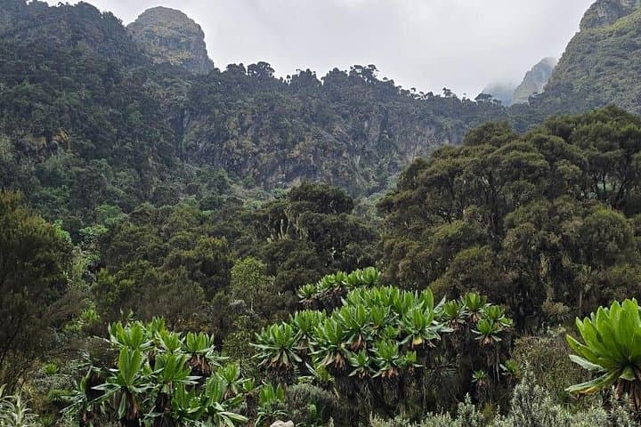 Conquer Mount Rwenzori: Multiday Expedition to Margherita Peak (5109m) photo 5