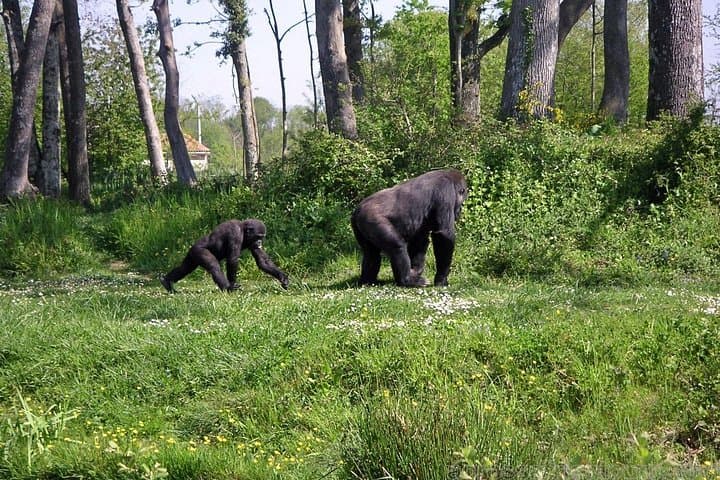 Loango National Park: 6-Day Gabon Wildlife Safari with Gorilla Trekking photo 2