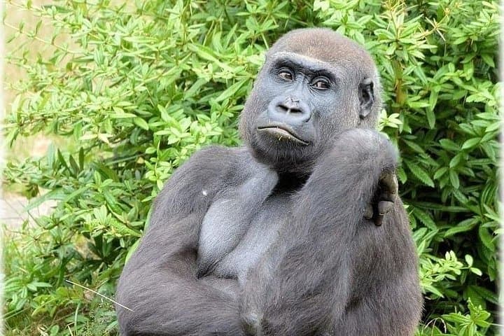 Loango National Park: 6-Day Gabon Wildlife Safari with Gorilla Trekking photo 3