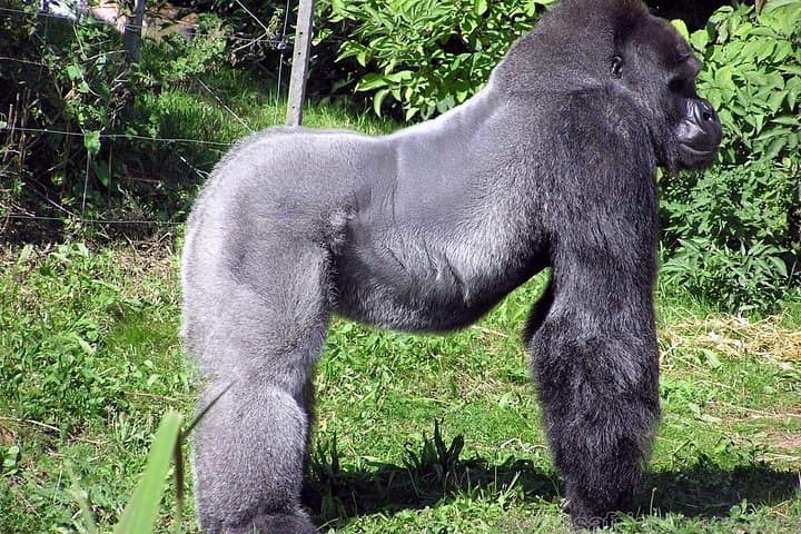 Loango National Park: 6-Day Gabon Wildlife Safari with Gorilla Trekking photo 4