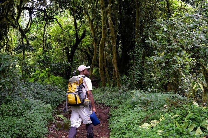 Day Hike to Mandara Huts on Kilimanjaro’s Marangu Route: Forest Trails & Waterfalls photo 4