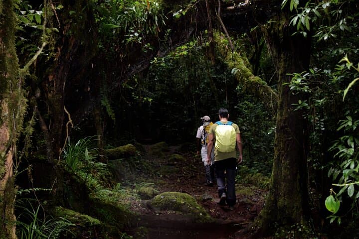 Day Hike to Mandara Huts on Kilimanjaro’s Marangu Route: Forest Trails & Waterfalls