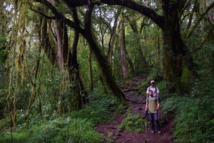 Day Hike to Mandara Huts on Kilimanjaro’s Marangu Route: Forest Trails & Waterfalls photo 6